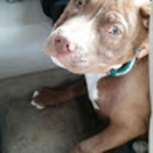 Meet your Posher, Pedro